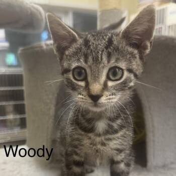 Woody -  Tiger Cat for Adoption in Ulster, Pennsylvania - Woody | PetCurious