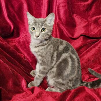 Fuzz Lightyear -  Domestic Short Hair and Tabby Cat for Adoption in Searcy, Arkansas - Fuzz Lightyear | PetCurious