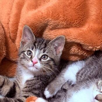 Rescue Domestic Short Hair Cats for Adoption in Fenton, Michigan - Charlie | PetCurious