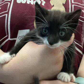 Bruce -  Domestic Short Hair Cat for Adoption in Montgomery, Alabama - Bruce | PetCurious