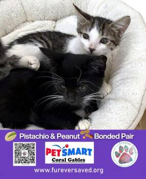 Rescue Domestic Short Hair Cats for Adoption in Miami, Florida - Pistachio & Peanut - Bonded Pair | PetCurious