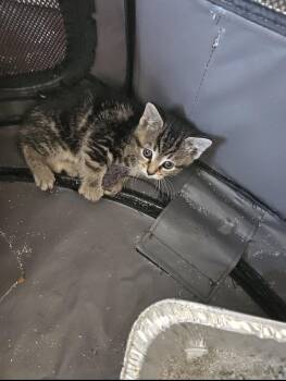 Naya -  Domestic Short Hair and Tabby Cat for Adoption in Rochester Hills, Michigan - Naya | PetCurious