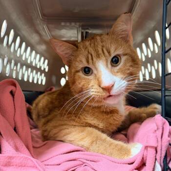 Domestic Short Hair Cats Available for Adoption - Walton | PetCurious