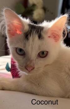 2026-52 Coconut - in foster -  Domestic Short Hair Cat for Adoption in Windsor, Connecticut - 2026-52 Coconut - In Foster | PetCurious