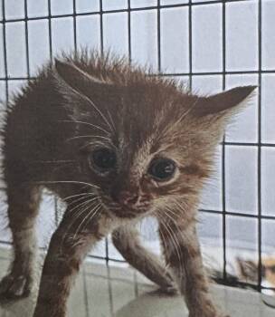 Rescue Domestic Short Hair Cats for Adoption in Fort Madison, Iowa - Elio | PetCurious