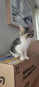 Olive and Hermes -  Domestic Short Hair Cat for Adoption in Louisville, Kentucky - Olive And Hermes | PetCurious