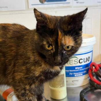 Domestic Short Hair Cats Available for Adoption in Rifle, Colorado - Pickletoes | PetCurious