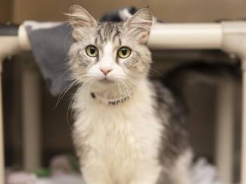 MISTY -  Domestic Long Hair Cat for Adoption in Phoenix, Arizona - MISTY | PetCurious