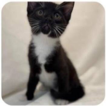 Domestic Short Hair Cats Available for Adoption in Fairfax, Virginia - Camille | PetCurious