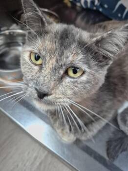 Domestic Short Hair Cats Available for Adoption in Pahrump, Nevada - Leslie | PetCurious