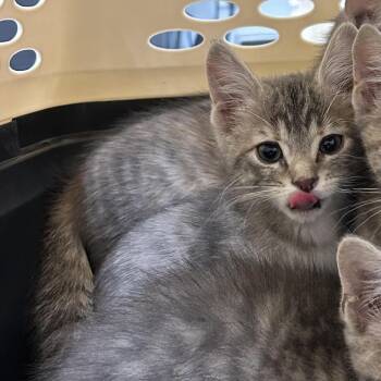 Dolly -  Domestic Short Hair Cat for Adoption in Durango, Colorado - Dolly | PetCurious
