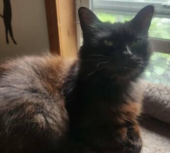 Fluffy -  Domestic Long Hair Cat for Adoption in Beckley, West Virginia - Fluffy | PetCurious