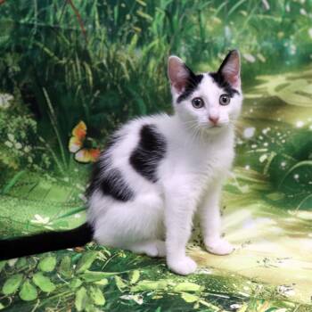 Sunny -  Domestic Short Hair Cat for Adoption in Fairway, Kansas - Sunny | PetCurious