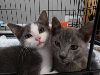 C329 Litter Miso -  Domestic Short Hair and Tabby Cat for Adoption in Livonia, Michigan - C329 Litter Miso | PetCurious
