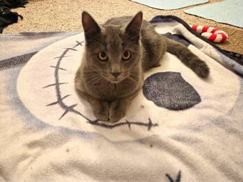 Rescue Domestic Short Hair Cats for Adoption - Scary | PetCurious