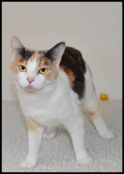 Snow A061369 -  Domestic Short Hair Cat for Adoption in San Andreas, California - Snow A061369 | PetCurious