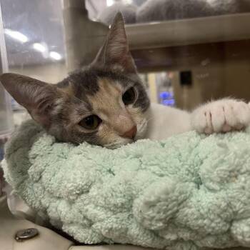 Rescue Domestic Short Hair Cats for Adoption in Tustin, California - Ruby | PetCurious