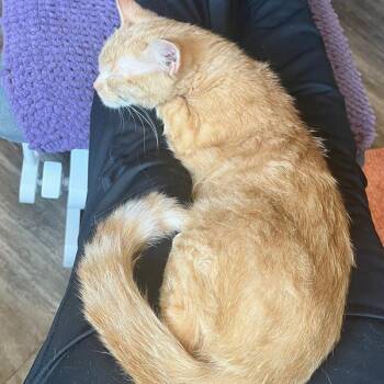 Domestic Short Hair Cats Available for Adoption in Des Moines, Iowa - Maggie | PetCurious