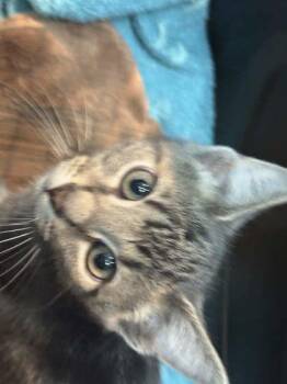 Trifle -  Domestic Short Hair Cat for Adoption in Memphis, Tennessee - Trifle | PetCurious