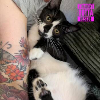 Kiki -  Domestic Short Hair Cat for Adoption in Vancouver, British Columbia - Kiki | PetCurious