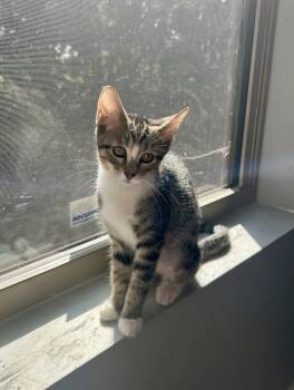 Rescue Domestic Short Hair Cats for Adoption in Greenville, South Carolina - Bobby Sox AM | PetCurious