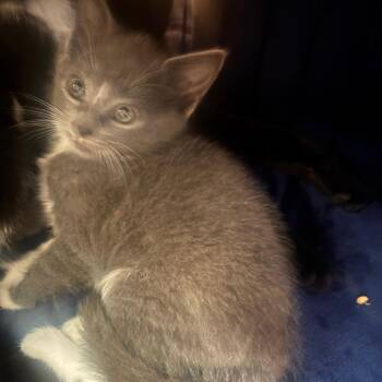 Andie -  Domestic Short Hair Cat for Adoption in Hudson, New York - Andie | PetCurious