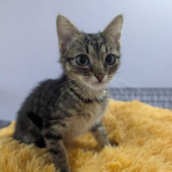 Tiger Lily -  American Shorthair Cat for Adoption in West Plains, Missouri - Tiger Lily | PetCurious