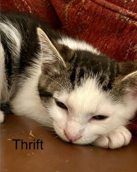 Domestic Short Hair Cats Available for Adoption - Thrift | PetCurious