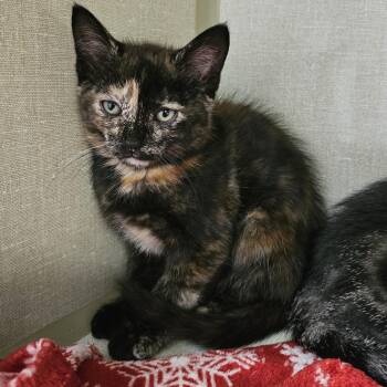 Zola -  Domestic Short Hair Cat for Adoption in Monroe, Michigan - Zola | PetCurious