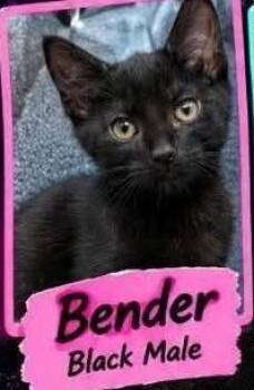 Bender -  Domestic Short Hair Cat for Adoption in Claridge, Pennsylvania - Bender | PetCurious