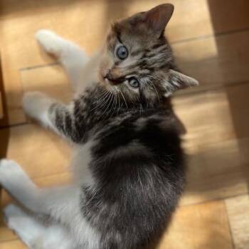 Churro -  Domestic Short Hair Cat for Adoption in Madison, Wisconsin - Churro | PetCurious