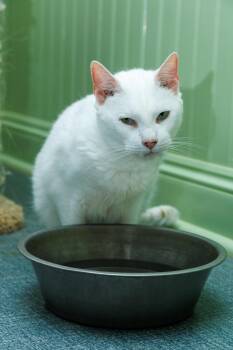 Walter -  Domestic Short Hair Cat for Adoption in Chester Springs, Pennsylvania - Walter | PetCurious