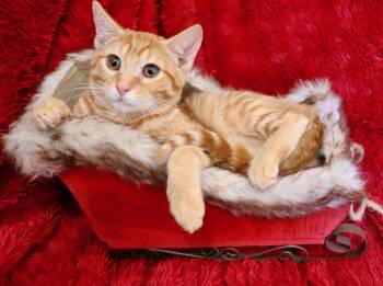 Rescue Tabby Cats for Adoption in St. Augustine, Florida - Middler | PetCurious