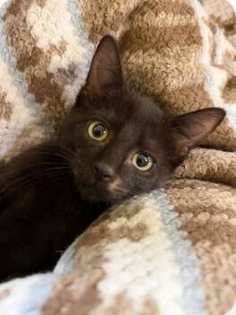 Domestic Short Hair Cats Available for Adoption - Faith | PetCurious