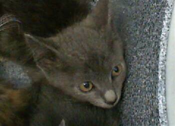 Rescue Domestic Short Hair Cats for Adoption in Dallas, Texas - MANDY | PetCurious