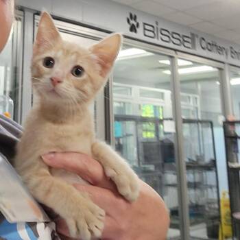 Booyah -  Domestic Short Hair Cat for Adoption in Walker, Michigan - Booyah | PetCurious