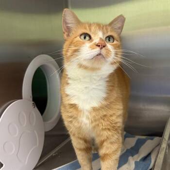 MARIGOLD -  Domestic Short Hair Cat Available for Adoption in Barnstable, Massachusetts - MARIGOLD | PetCurious