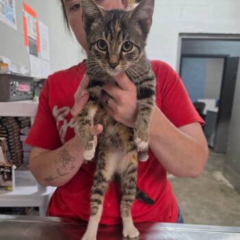 Brizaya -  Domestic Short Hair Cat Available for Adoption in Clanton, Alabama - Brizaya | PetCurious