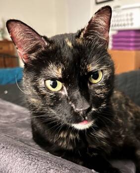 Rescue Domestic Short Hair Cats for Adoption in Quakertown, Pennsylvania - Harper | PetCurious