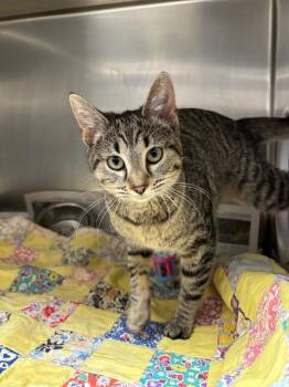 Domestic Short Hair Cats Available for Adoption in Findlay, Ohio - Bacon | PetCurious