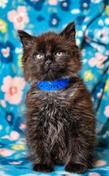 Domestic Long Hair and Domestic Short Hair Cats Available for Adoption in Yakima, Washington - Sigma | PetCurious