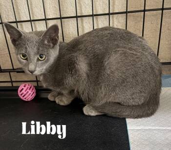 Libby -  Domestic Short Hair Cat for Adoption in Alafaya, Florida - Libby | PetCurious