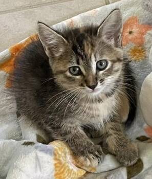 CHOLLIE -  Domestic Short Hair Cat for Adoption in Camarillo, California - CHOLLIE | PetCurious