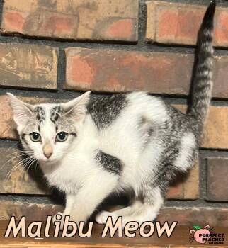 Malibu Meow -  Domestic Short Hair Cat for Adoption in Douglasville, Georgia - Malibu Meow | PetCurious
