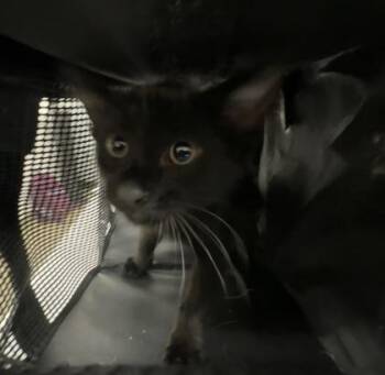 Domestic Short Hair Cats Available for Adoption in Palm Coast, Florida - Richmond | PetCurious