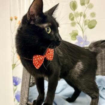 Domestic Short Hair Cats Available for Adoption in Kanab, Utah - Cargo | PetCurious