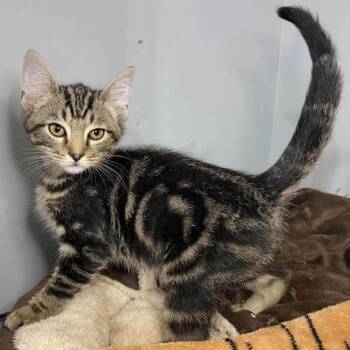 Dean -  Domestic Short Hair Cat for Adoption in Madison, Wisconsin - Dean | PetCurious