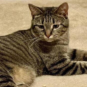 Domestic Short Hair Cats Available for Adoption in Reston, Virginia - Gracie | PetCurious