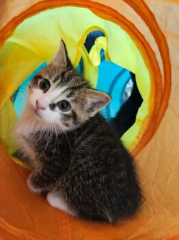 Domestic Short Hair Cats Available for Adoption in Reynoldsburg, Ohio - Boone | PetCurious