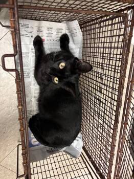 26-1041C -  Domestic Short Hair Cat for Adoption in Sorrento, Louisiana - 26-1041C | PetCurious